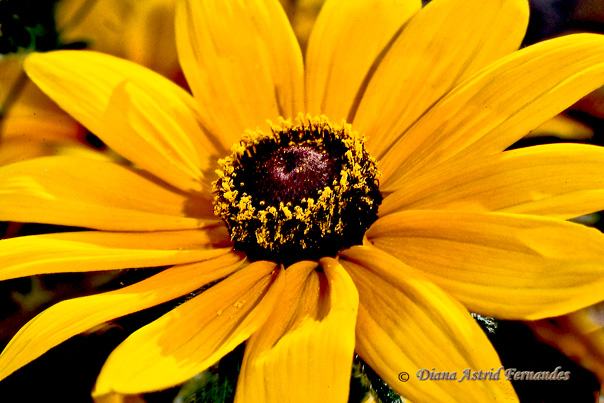 Daisy,-Yellow-close-up
